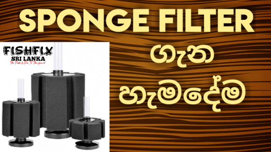 How To Use Sponge Filter Properly ...FishFix SriLanka