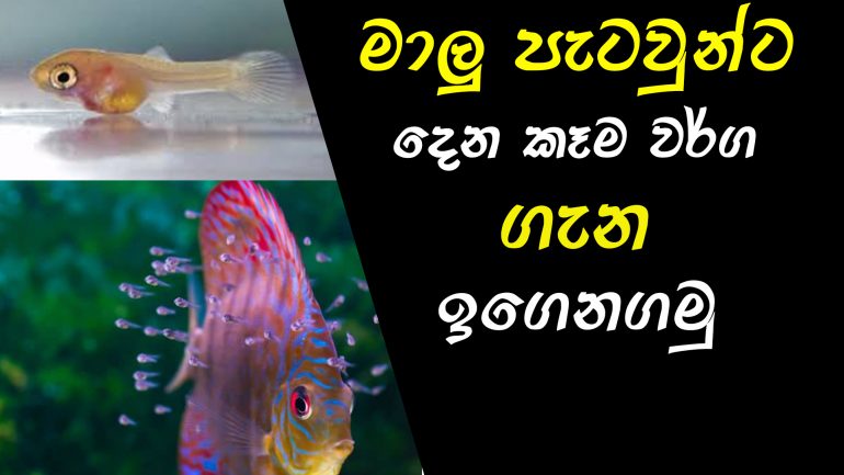 How To Select Baby Fish Feed [Sinhala] ... FishFix SriLanka