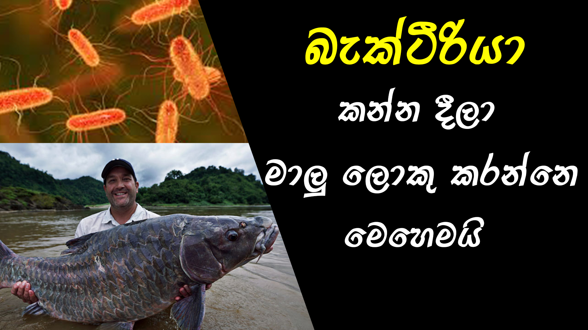 Benefits of bacteria and gut microbiota to the ornamental fish industry.. FishFix SriLanka