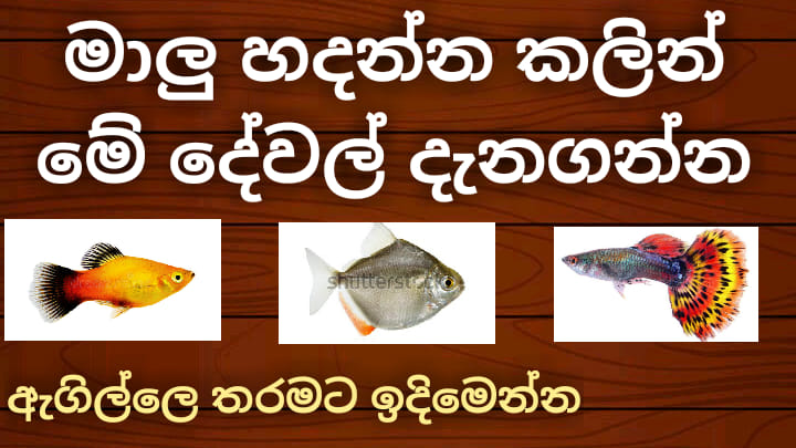 How Do You Take Care Of A Fish [දැනගෙන හදන්න] FishFix SriLanka