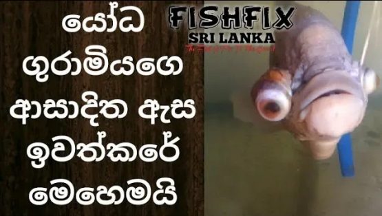 Pop Eye (Eye Removal) Surgery HD …. FishFix SriLanka