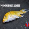 Ammonia Poisoning In Aquarium Fish
