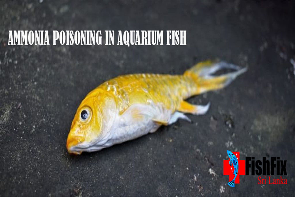 Ammonia Poisoning In Aquarium Fish