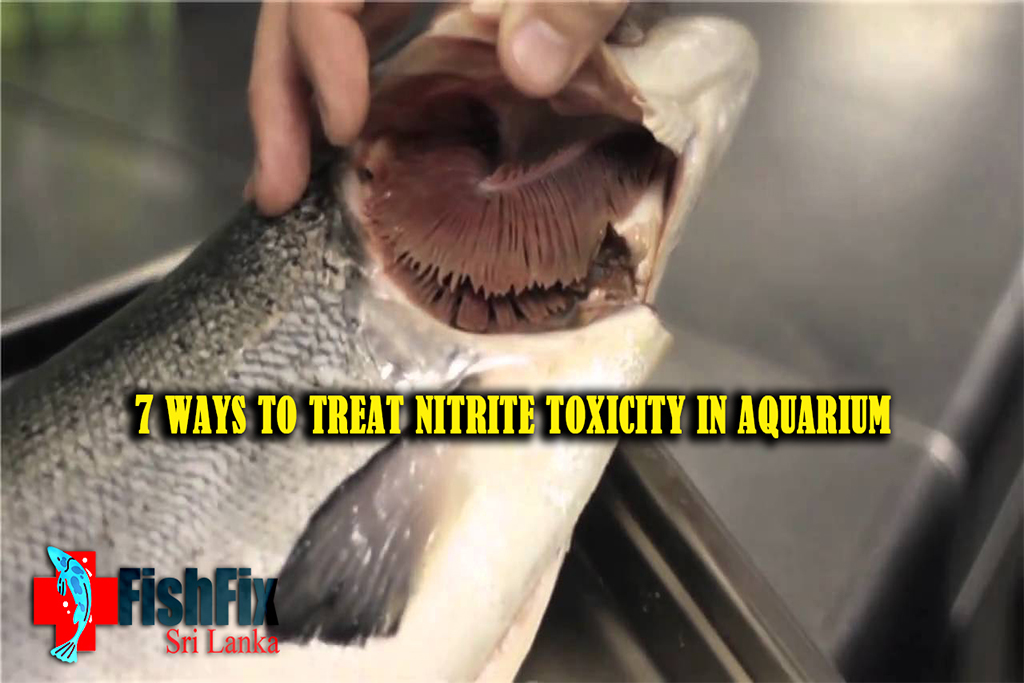 7 Ways To Treat Nitrite Poisoning In Aquarium Fish