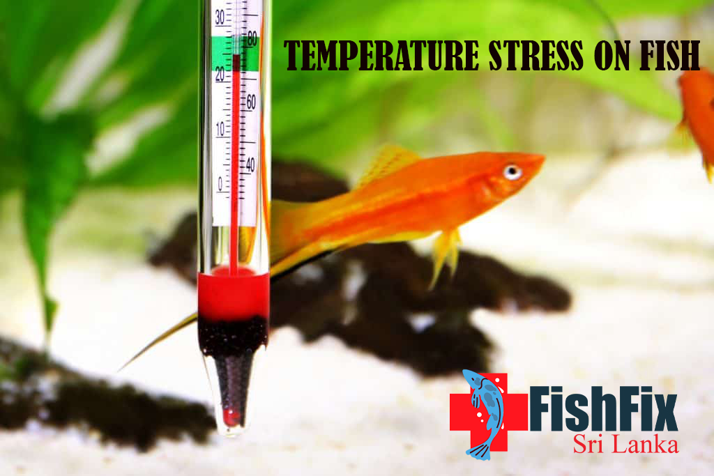 Temperature Stress on Aquarium Fish
