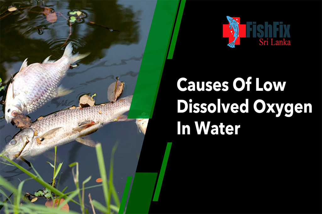 causes-of-low-dissolved-oxygen-in-water12