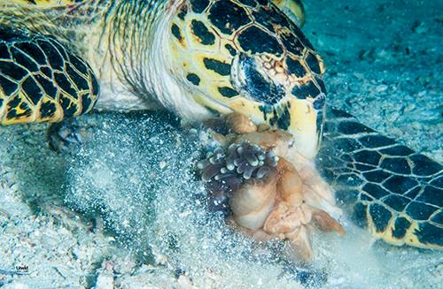 Sea turtle eating anemone 