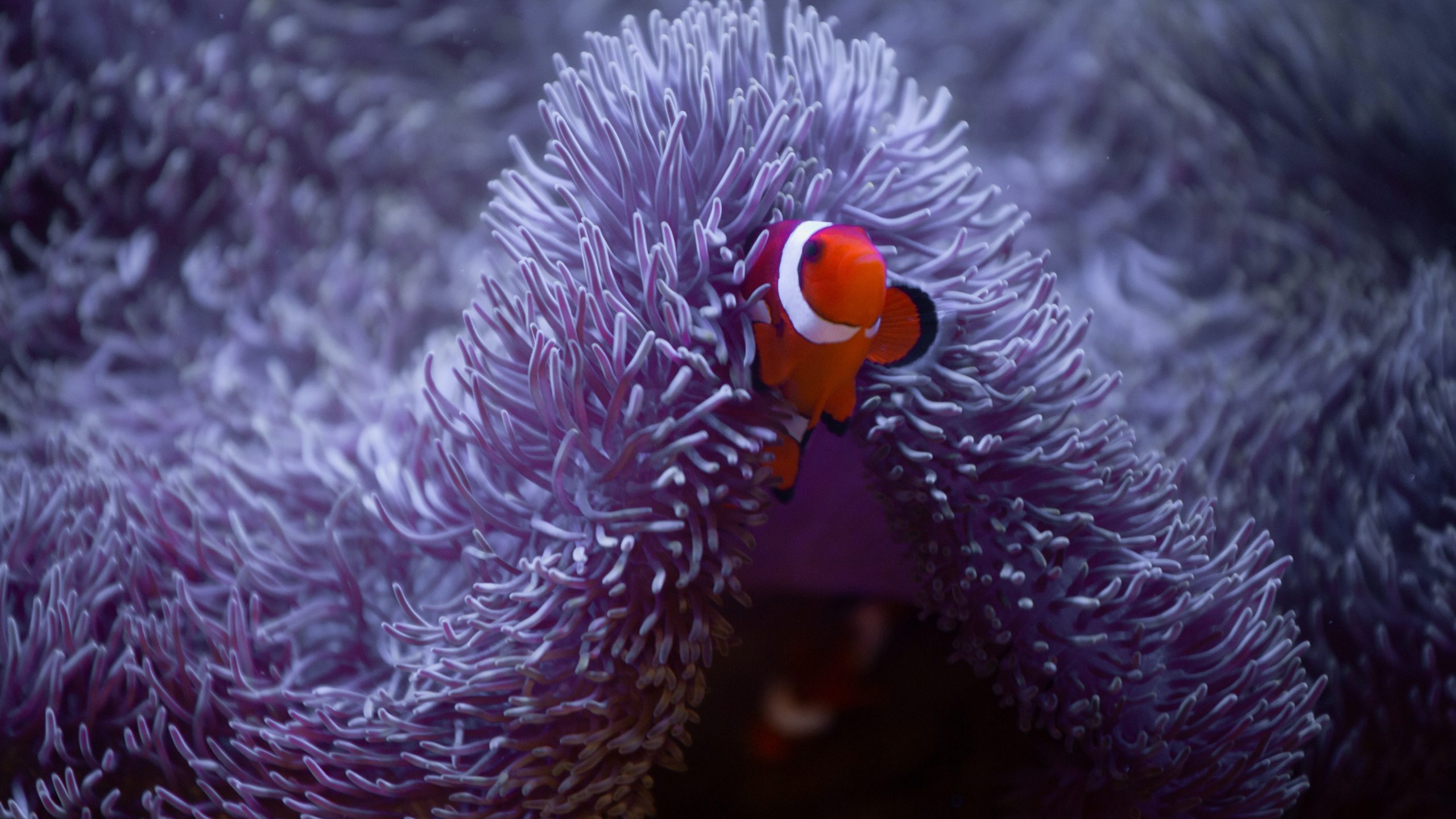 Clownfish Care (Breeding, Feeding, and Rearing) – 2022