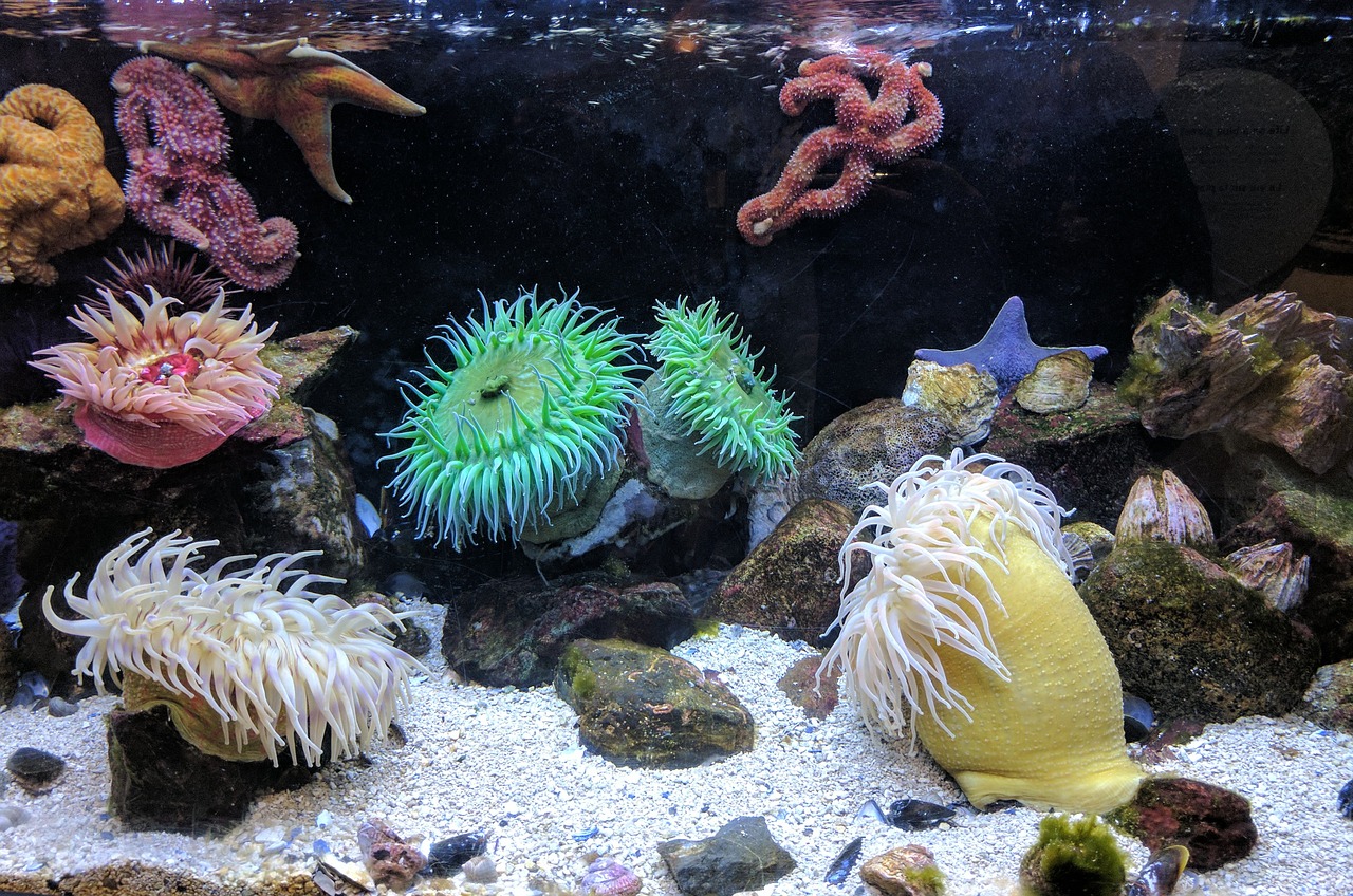 Sea Anemone Care (Biology/Feeding/Reproduction) – 2022  
