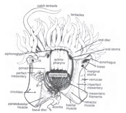anemone anatomy