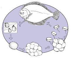 Life cycle - Marine velvet disease 