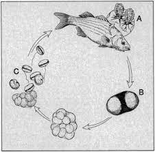 Life cycle - Marine velvet disease 