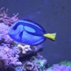 blue tang fish