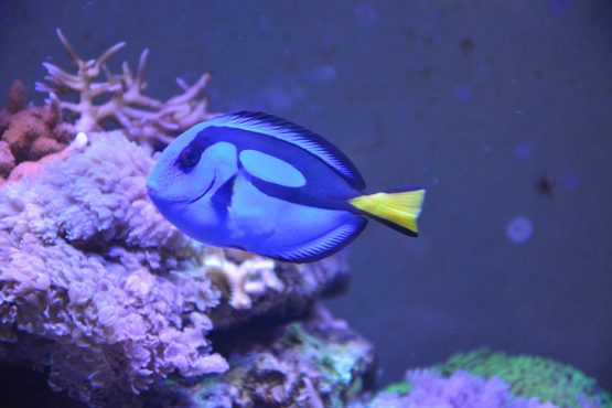 Blue Tang – Marine fish – 2022