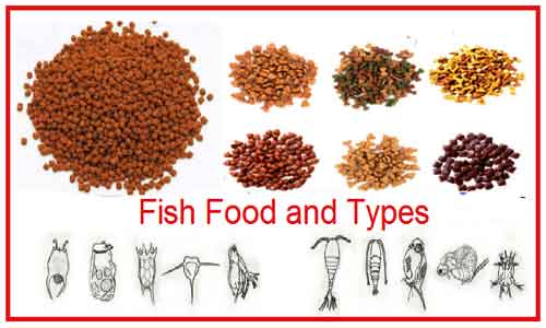 fish food type