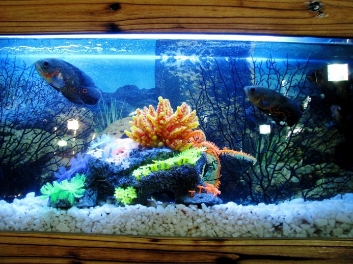 Decorated Aquarium with Discus Fish
