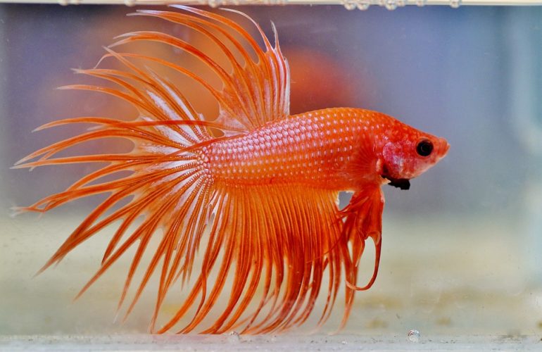 Why My Betta fish Died