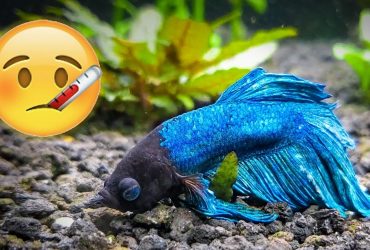 why my betta fish died