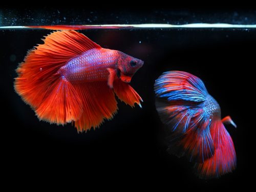Betta Fish: Care,Fact, and Information – 2023