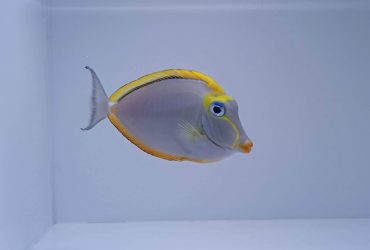 Saltwater Fish for Sale