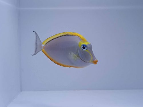 Saltwater Fish for Sale: A Comprehensive Guide to Finding Your Perfect Pet
