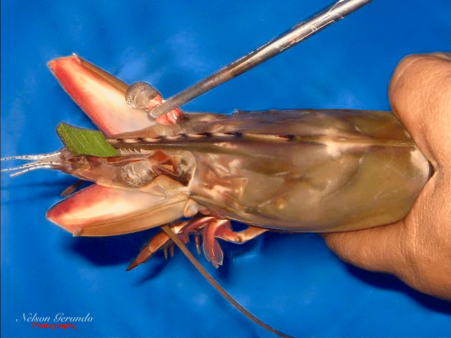 Eyestalk Ablation in Shrimp: Benefits and Risks