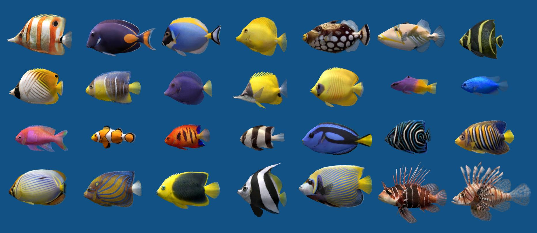 Popular Saltwater Fish Species