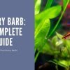 The Ultimate Guide to Cherry Barb : Care, Habitat, and Breeding