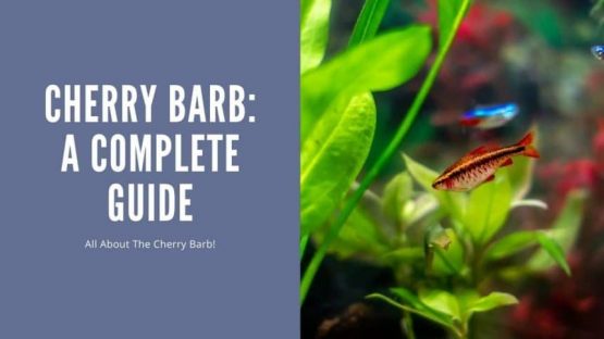 The Ultimate Guide to Cherry Barb: Care, Habitat, and Breeding