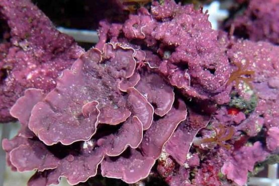 How to Grow Coralline Algae in a Saltwater Aquarium