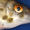 Argulus Infection in Fish: Symptoms, Treatment, and Prevention