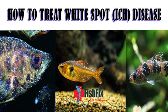 White Spot on Fish – Prevention, and Treatments