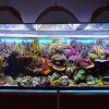 Saltwater Aquarium Lighting