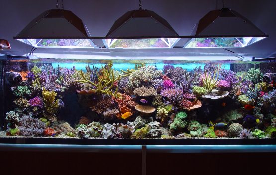 Saltwater Aquarium Lighting: The Key to a Healthy and Beautiful Marine Ecosystem