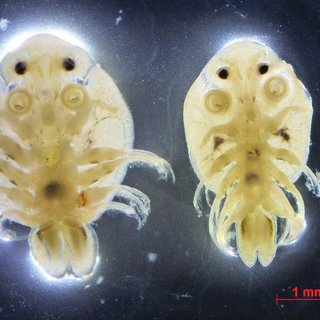 Argulus Parasite under Microscope 