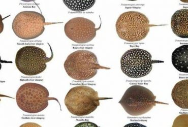 Essential Freshwater Stingray Care Tips for a Happy and Healthy Pet