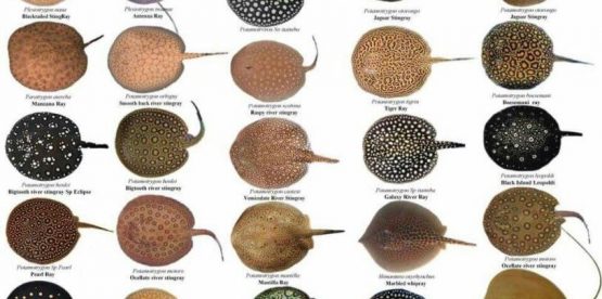 Freshwater Stingray Care Tips for a Happy and Healthy Pet