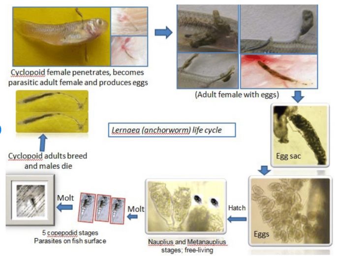 Anchor Worm Infection in Fish