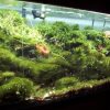 algae in marine aquarium