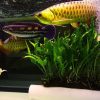The Ultimate Guide to Monster Fish Keeping: Tips and Tricks for Keeping Your Aquatic Giants Happy and Healthy