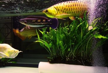 The Ultimate Guide to Monster Fish Keeping: Tips and Tricks for Keeping Your Aquatic Giants Happy and Healthy