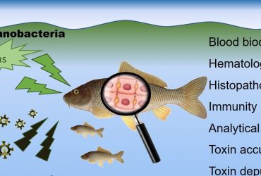 Cyanobacteria Infection in Fish - Causes, Symptoms, and Treatment