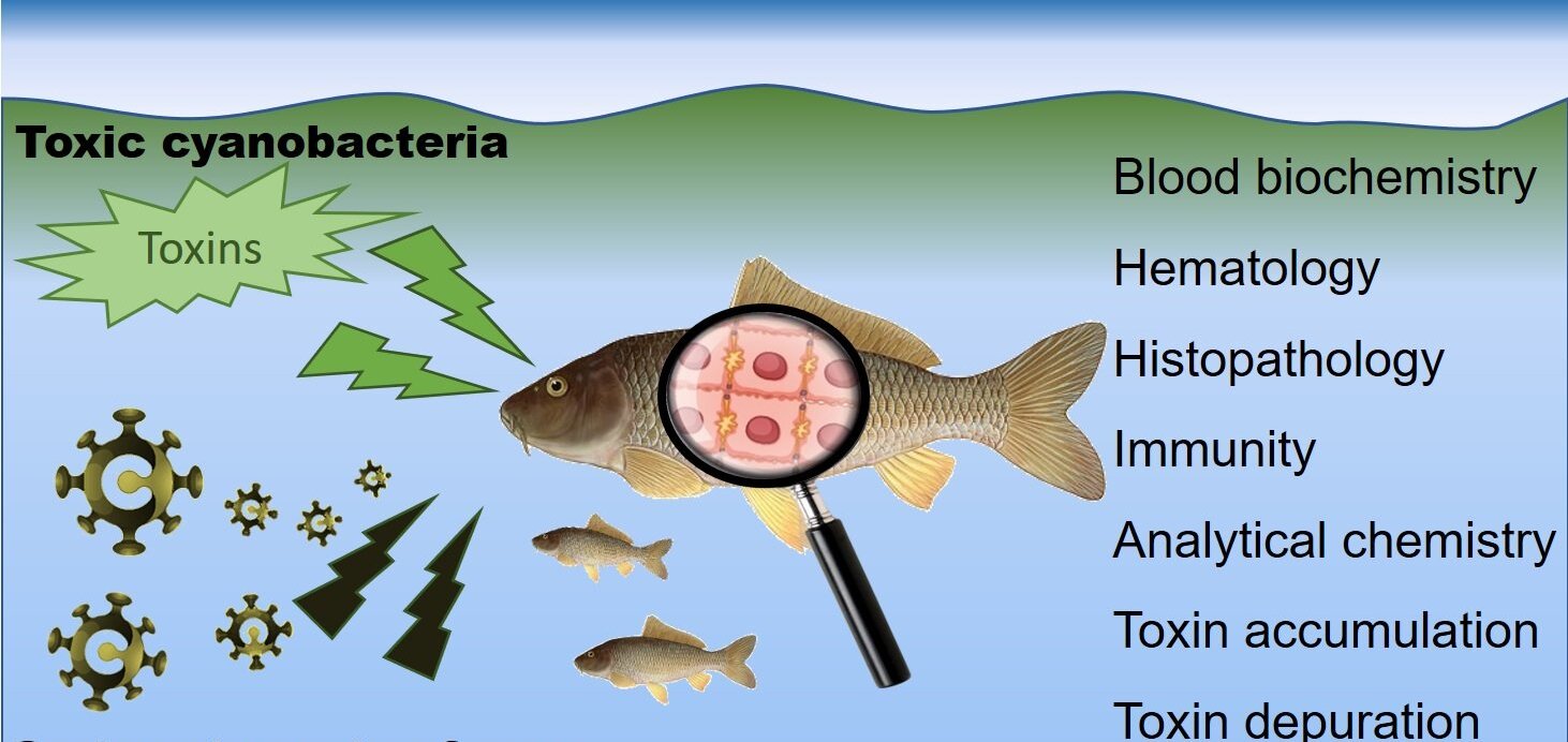 Cyanobacteria Infection in Fish - Causes, Symptoms, and Treatment