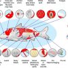 Koi Fish Disease Prevention