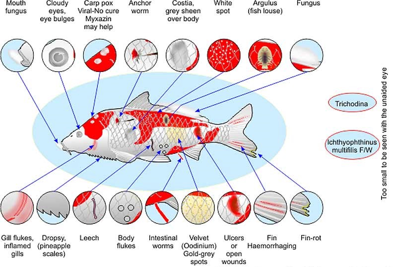 Koi Fish Disease Prevention
