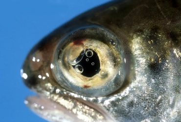 gas bubble disease fish