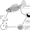 white spot disease in fish