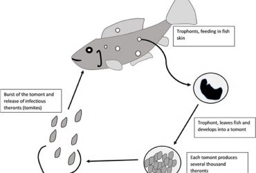 white spot disease in fish