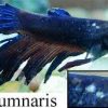 Columanaris Infection in Fish