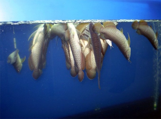 Arowana Dying Symptom: Identifying the Signs of a Sick Fish